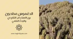 الدغموس مطحون