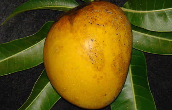 فوائد المانجو