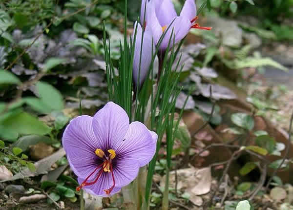 الزعفران