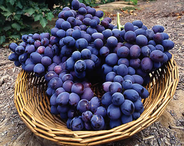 العنب