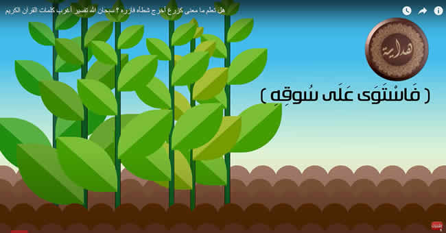 كزرع أخرج شطأه
